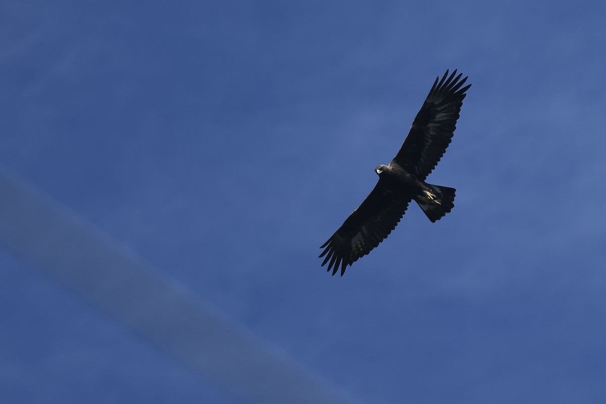 Golden Eagle - ML643110051