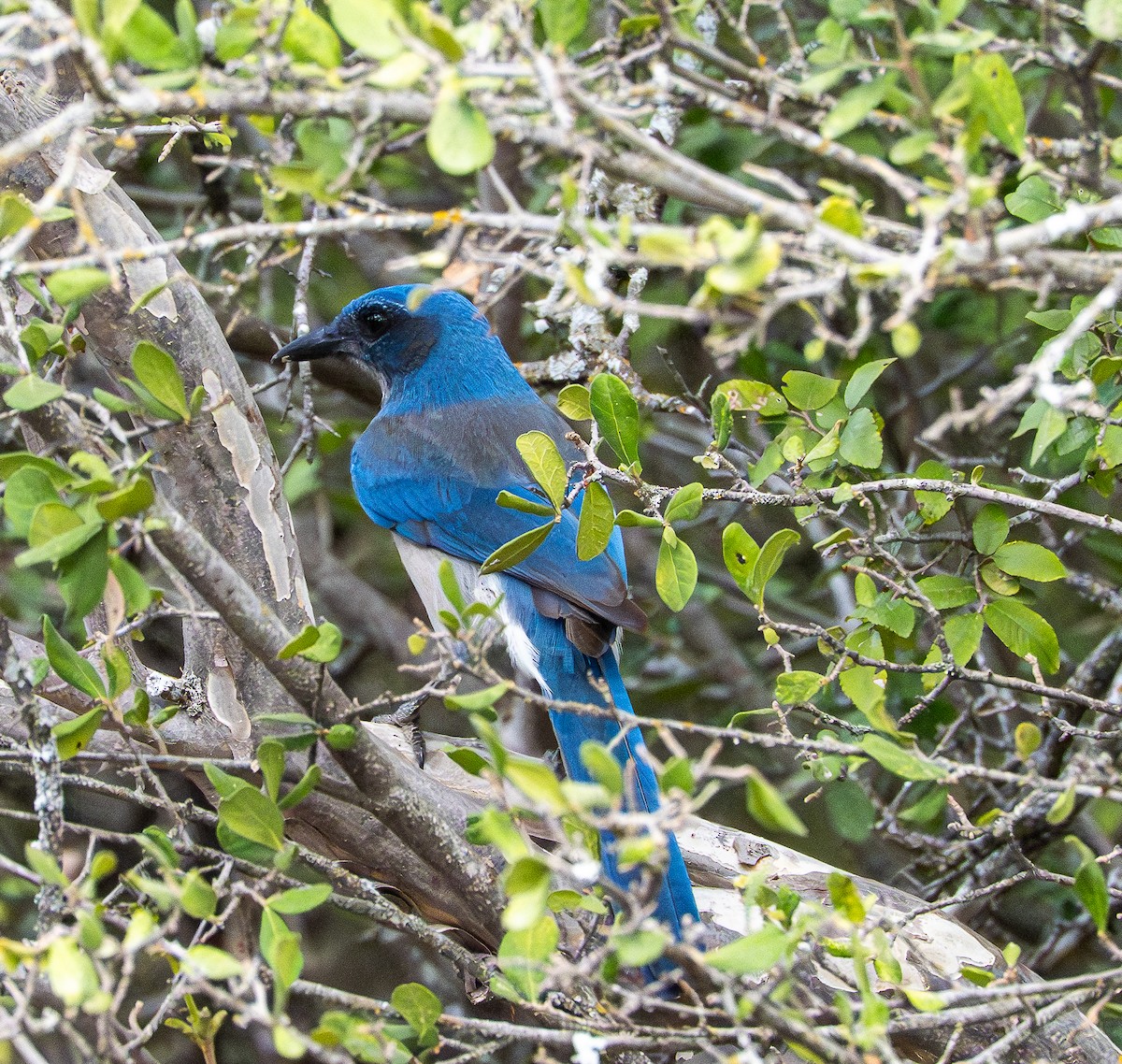 Woodhouse's Scrub-Jay - ML643110056