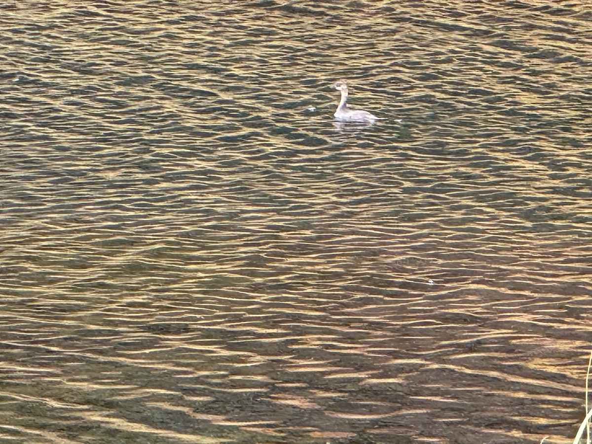 potápka černokrká - ML643110059