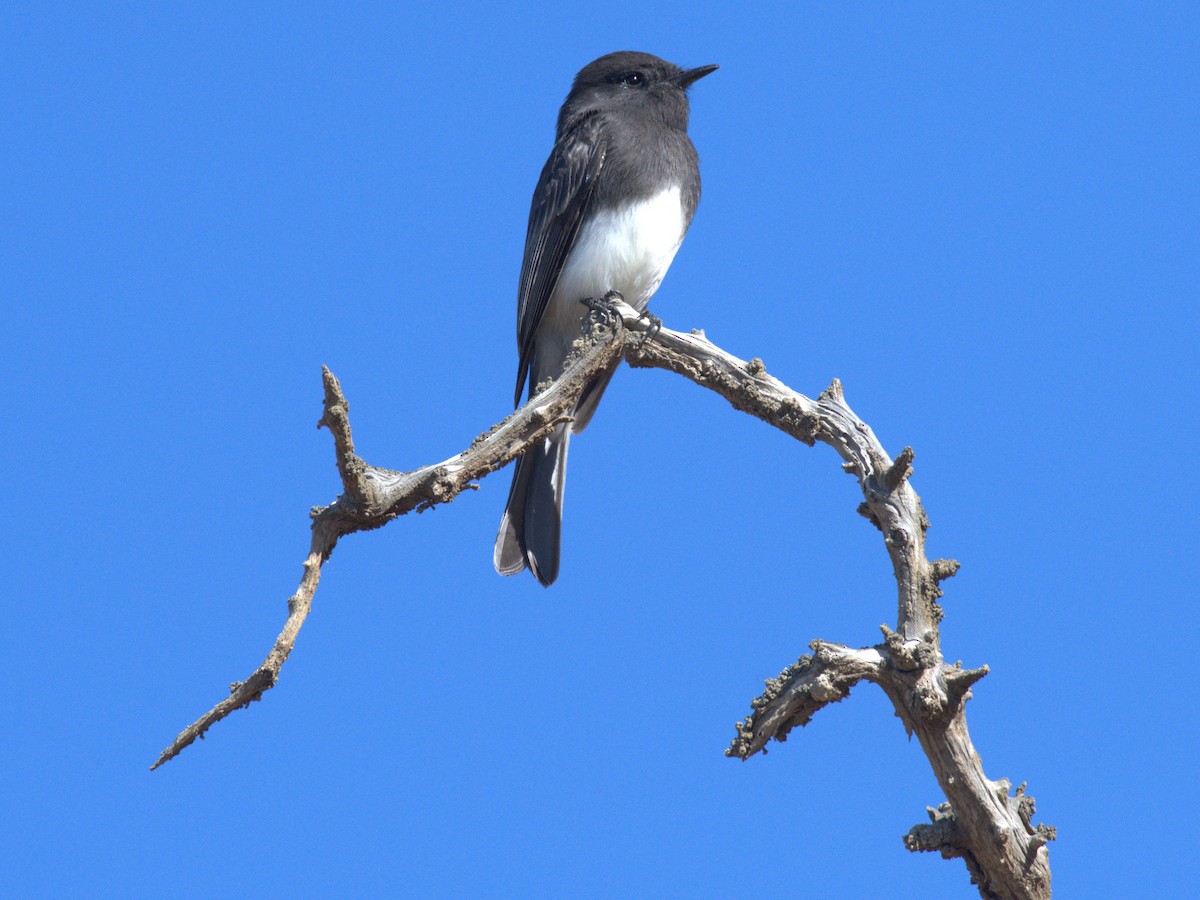 Black Phoebe - ML643110066