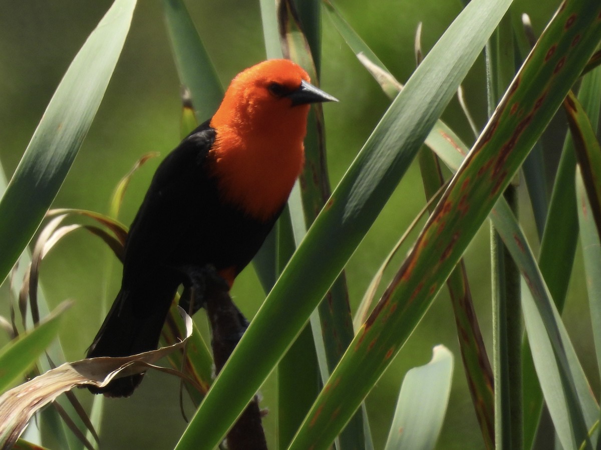 Scarlet-headed Blackbird - ML643110079