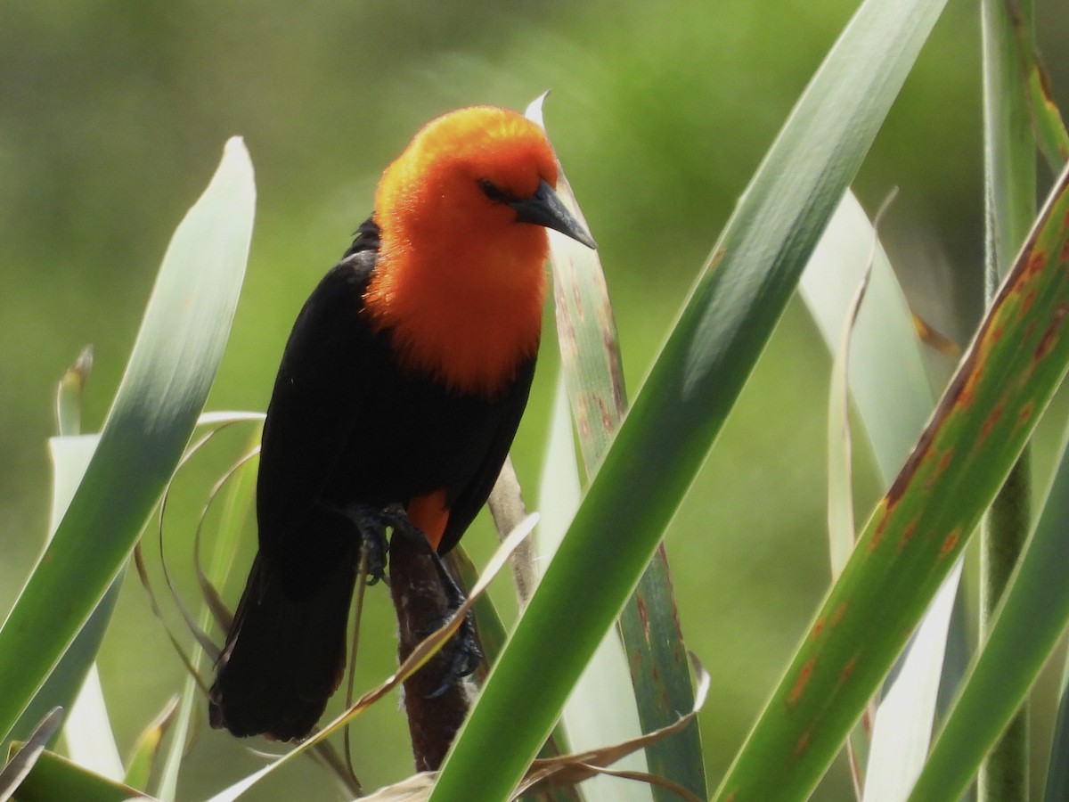 Scarlet-headed Blackbird - ML643110080