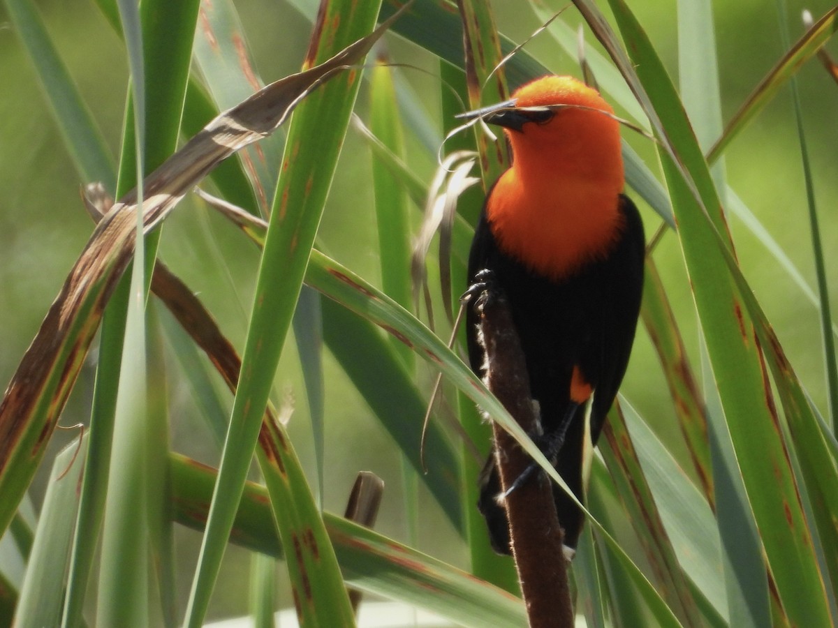 Scarlet-headed Blackbird - ML643110081