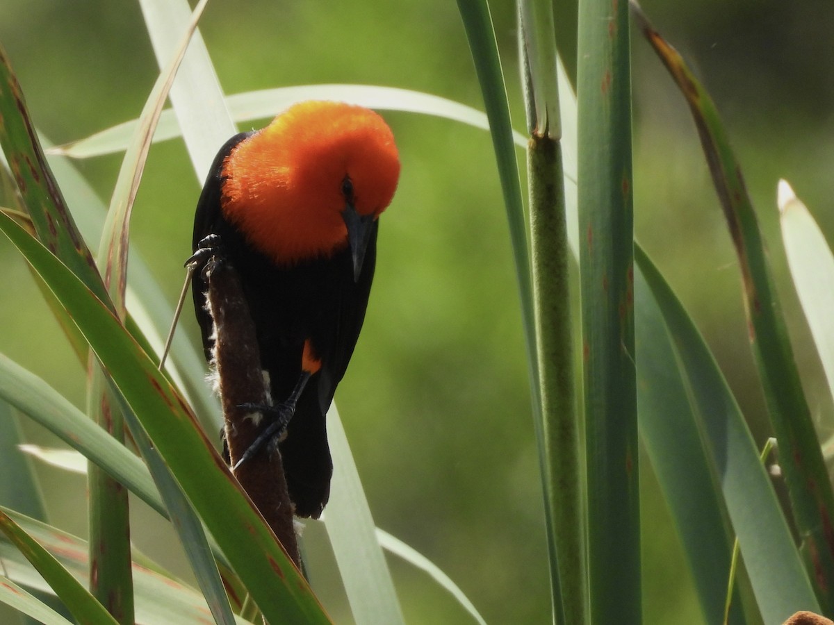 Scarlet-headed Blackbird - ML643110082