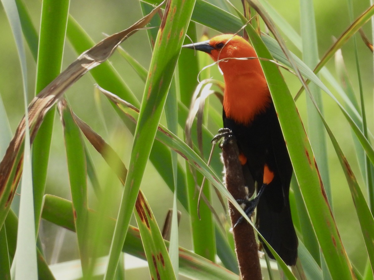 Scarlet-headed Blackbird - ML643110083