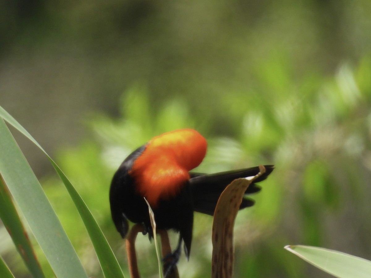 Scarlet-headed Blackbird - ML643110084