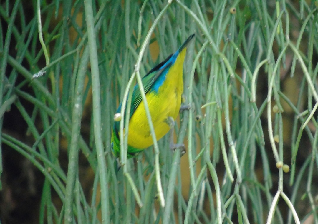 Blue-naped Chlorophonia - ML643110088