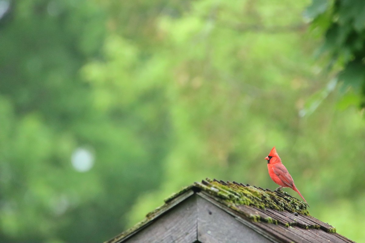 Northern Cardinal (Common) - ML643110094