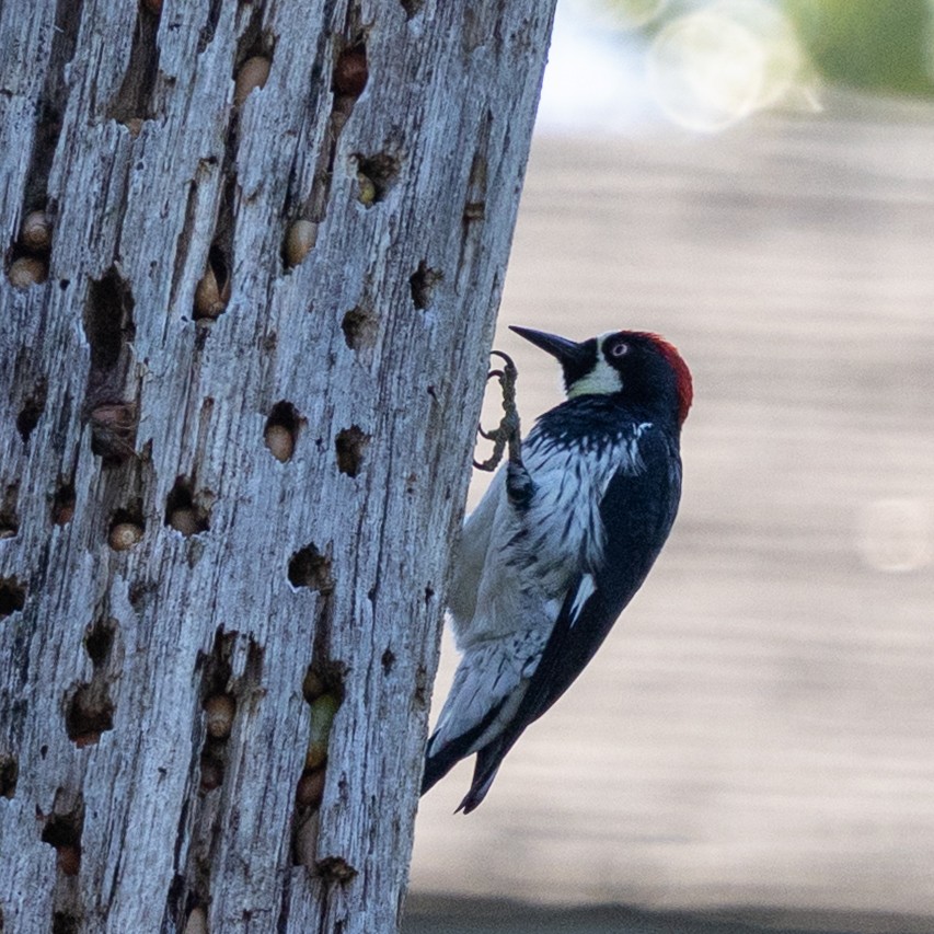 Acorn Woodpecker - ML643110104