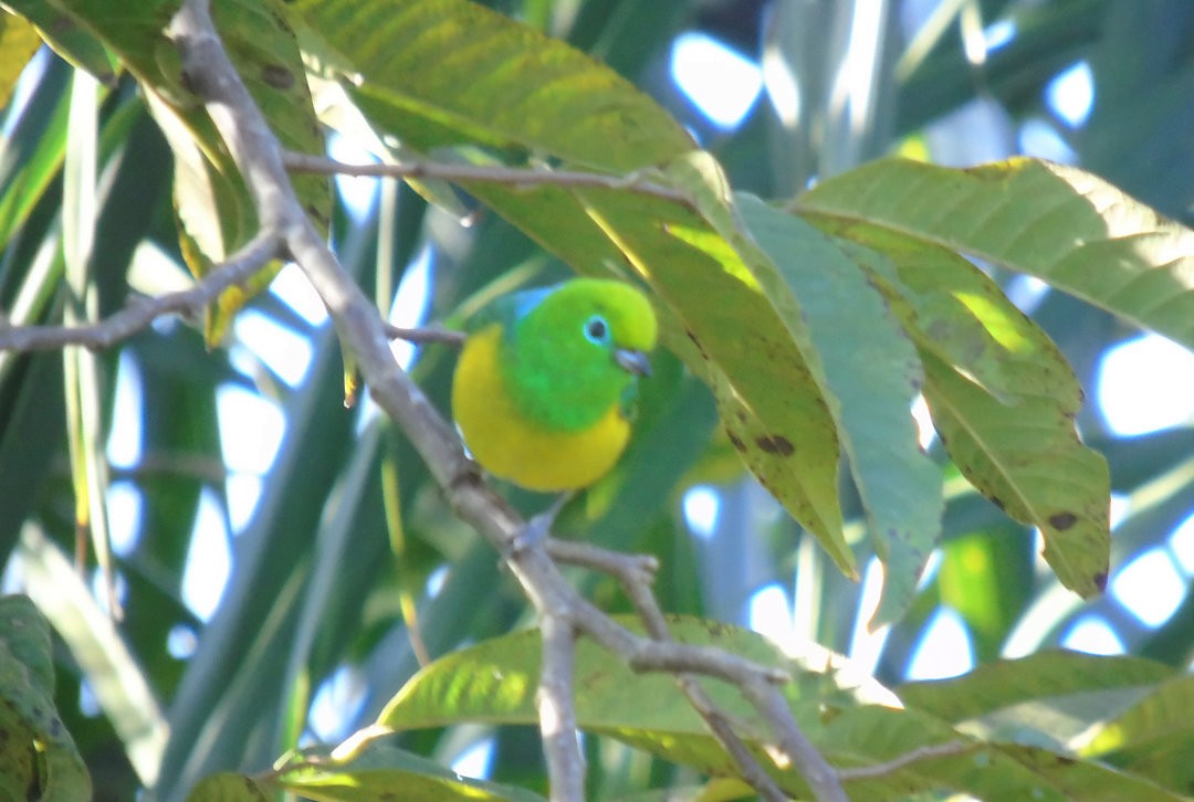 Blue-naped Chlorophonia - ML643110118