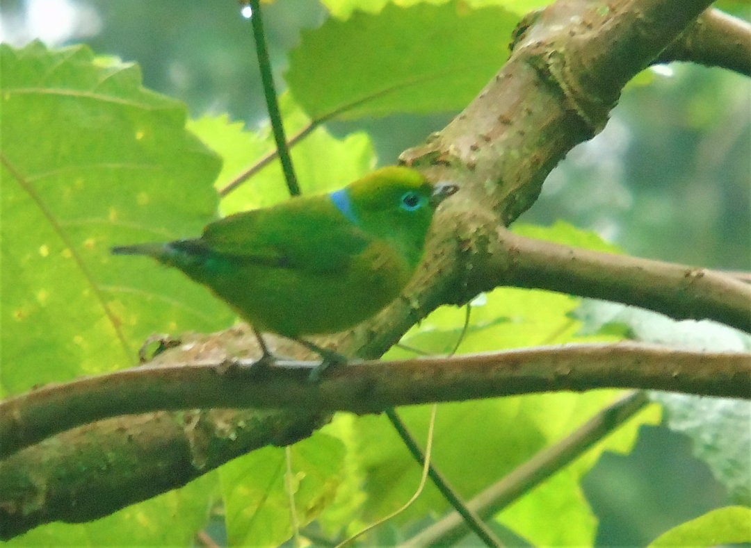 Blue-naped Chlorophonia - ML643110167
