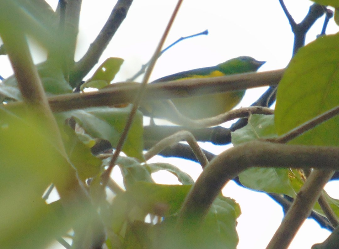 Blue-naped Chlorophonia - ML643110213