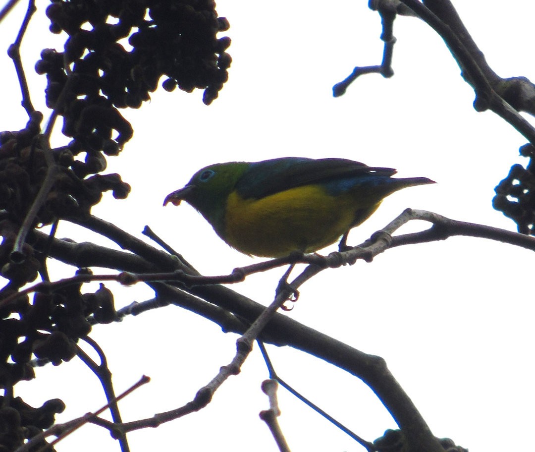Blue-naped Chlorophonia - ML643110214
