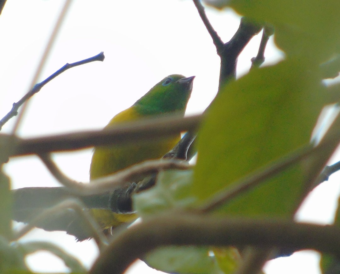 Blue-naped Chlorophonia - ML643110215