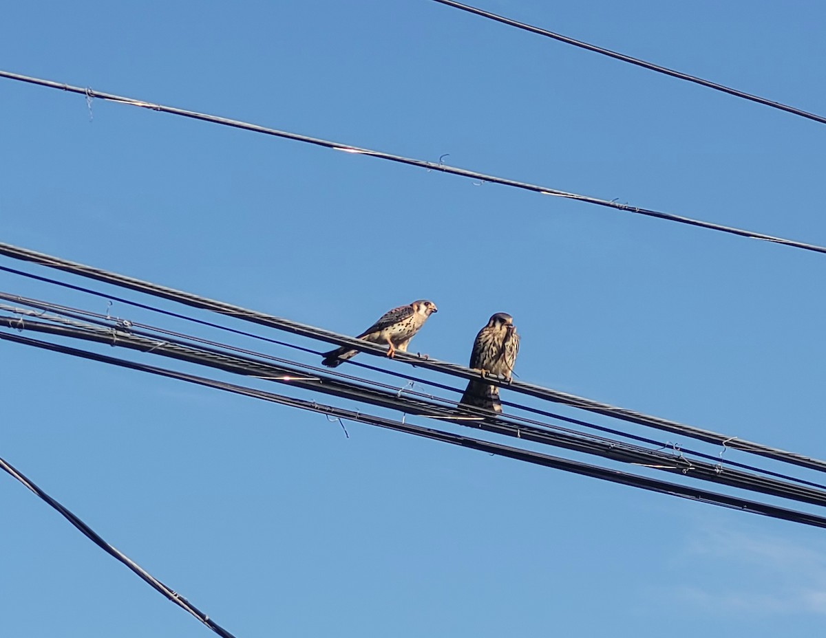 American Kestrel - ML643110226