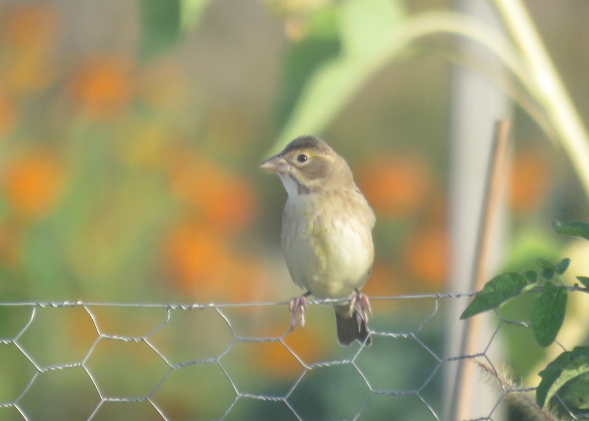 Dickcissel - ML643110229