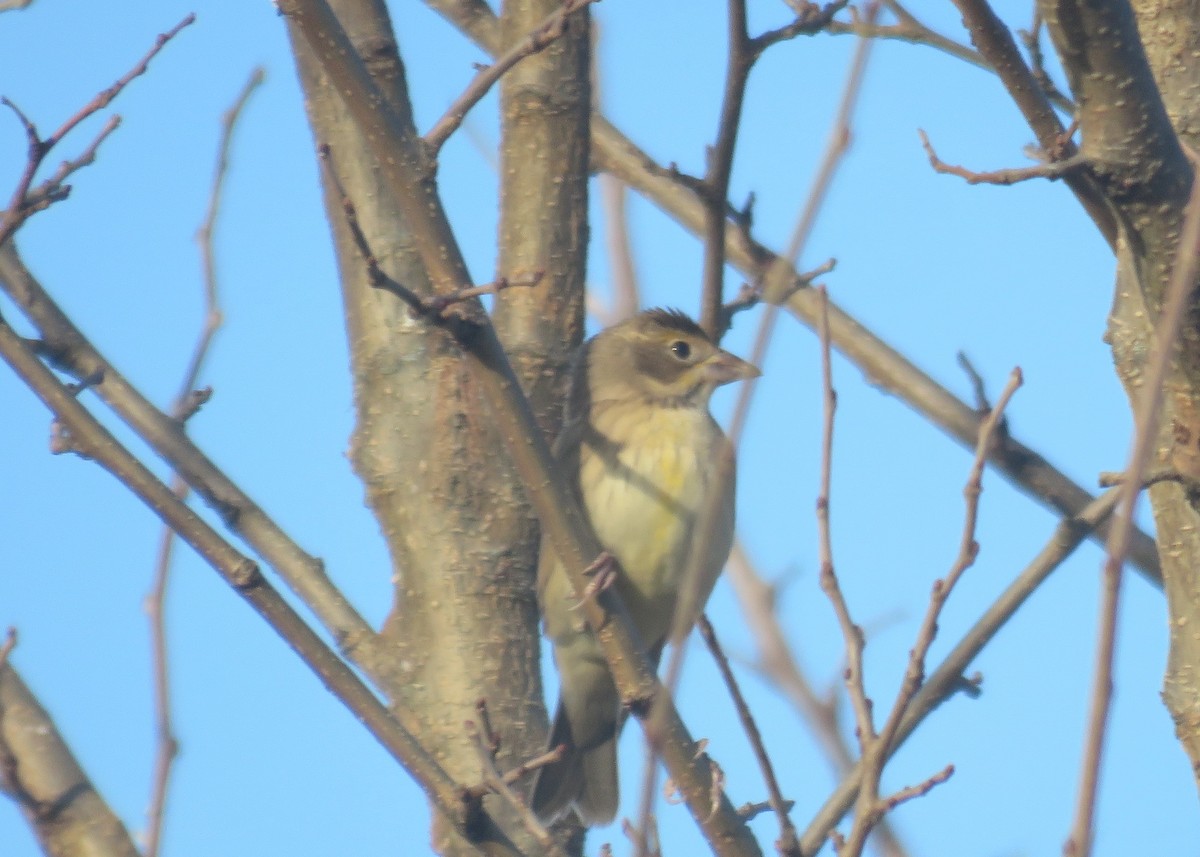 Dickcissel - ML643110230