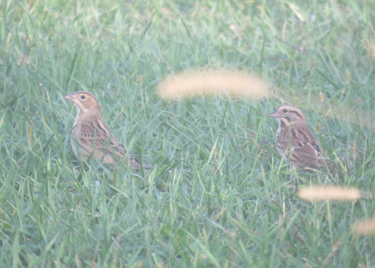 Dickcissel - ML643110231