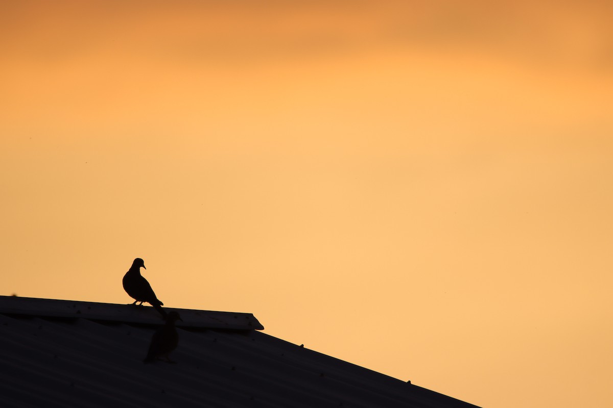 Mourning Dove - ML643110232