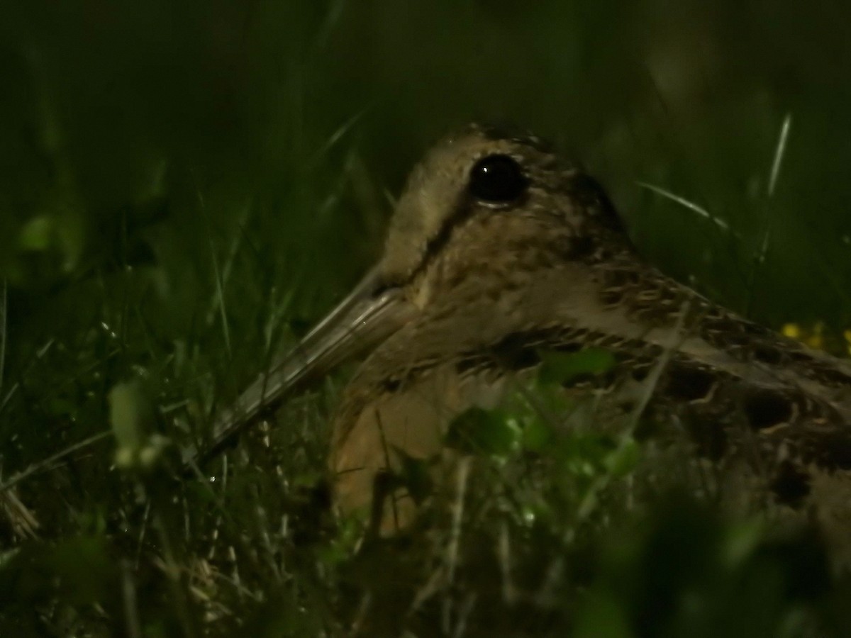 American Woodcock - ML643110257