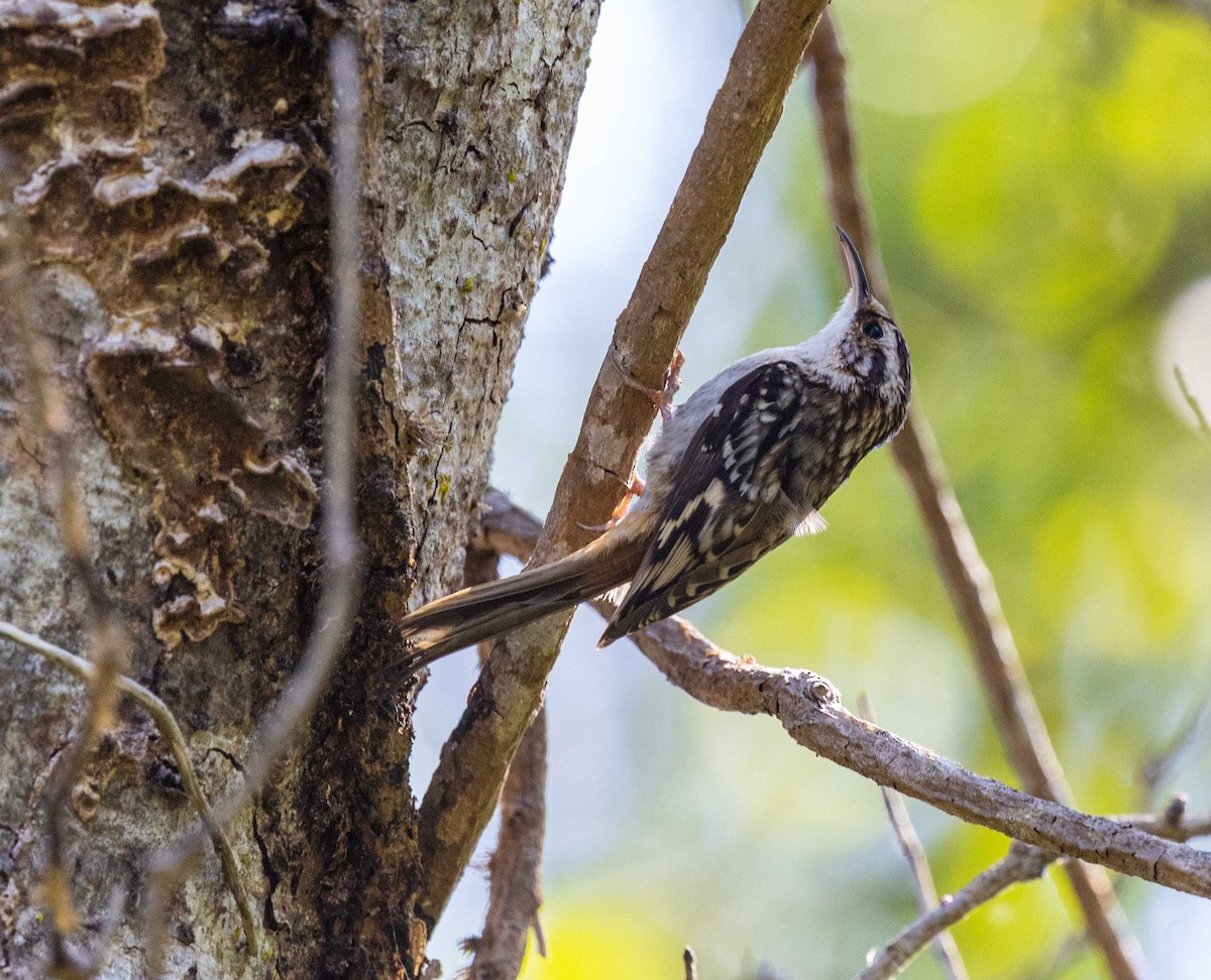 Brown Creeper - ML643110273