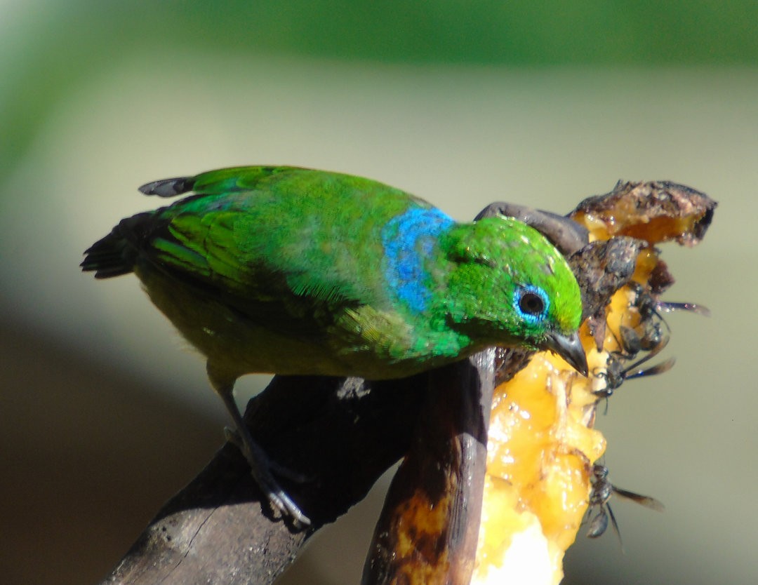 Blue-naped Chlorophonia - ML643110280