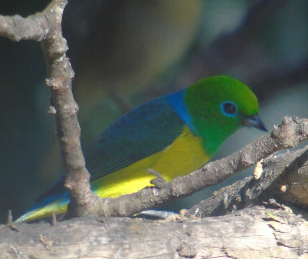 Blue-naped Chlorophonia - ML643110282
