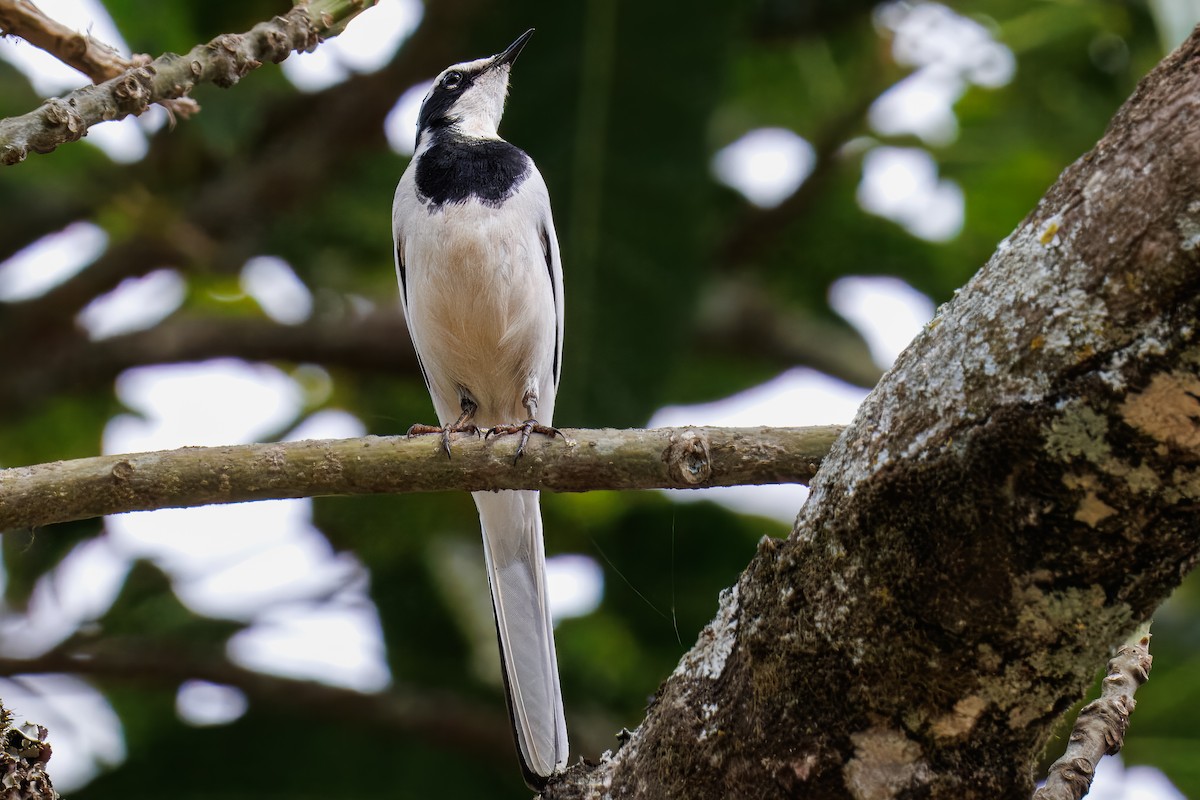 African Pied Wagtail - ML643110308