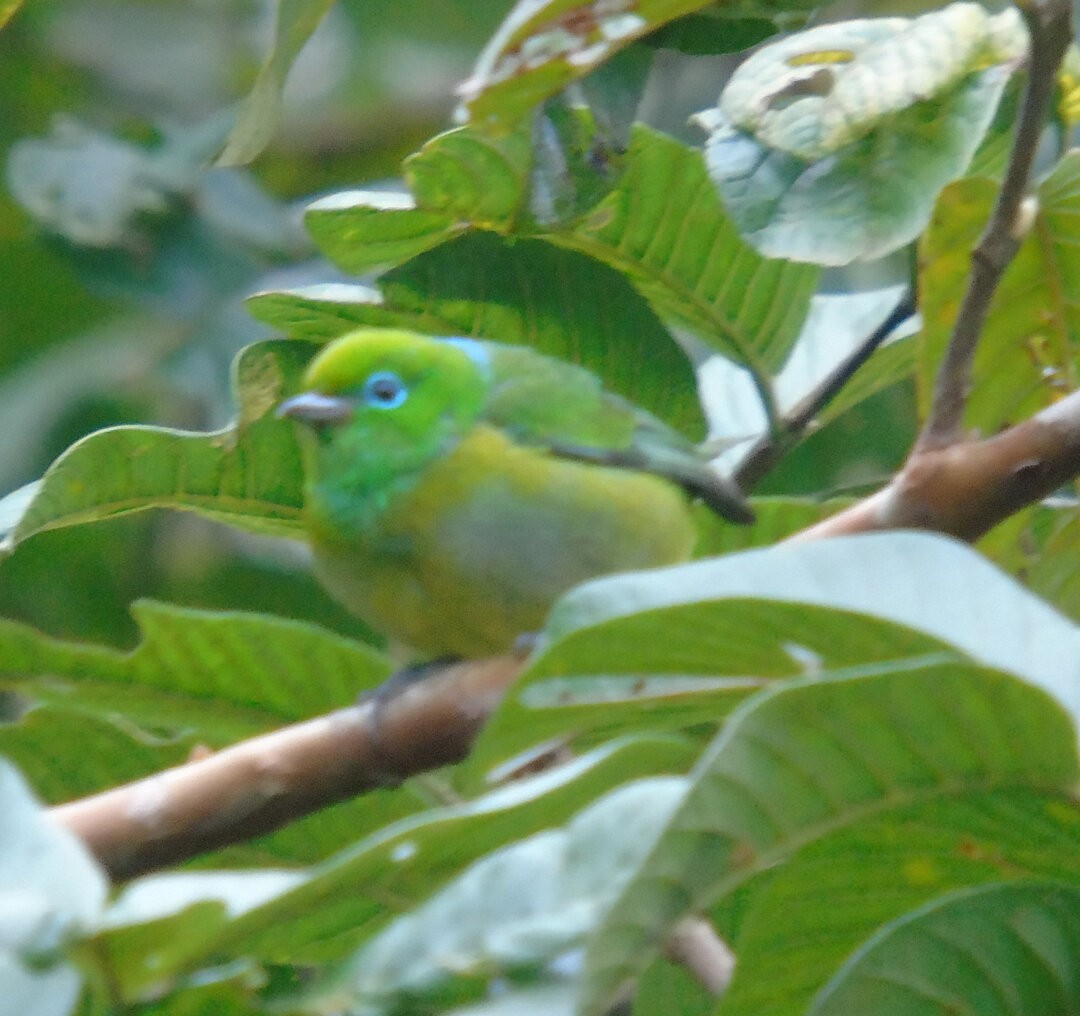 Blue-naped Chlorophonia - ML643110321