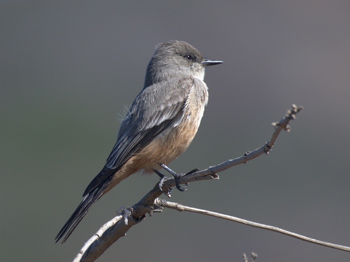 Say's Phoebe - ML643110328