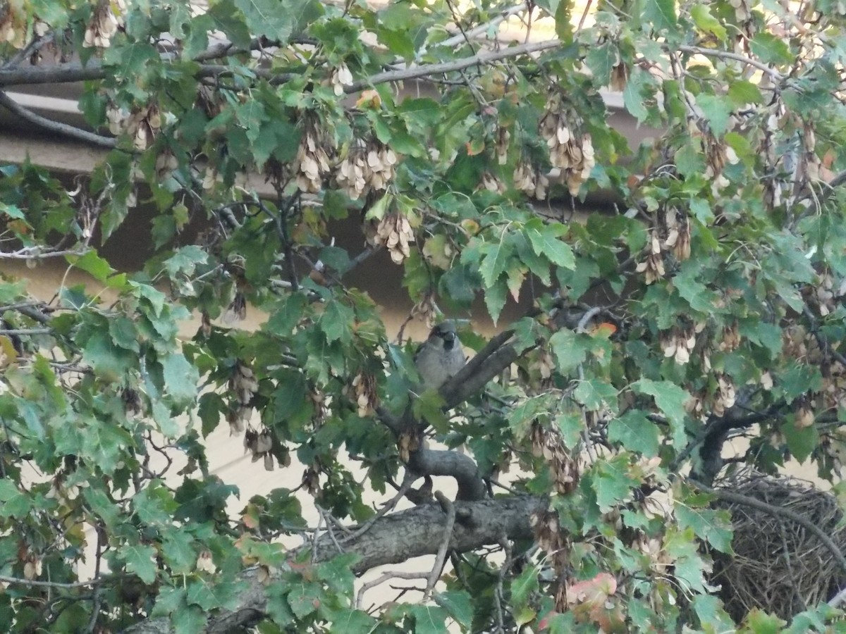 Оронгийн бор шувуу - ML643110395