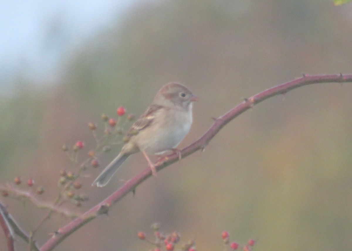 Field Sparrow - ML643110397