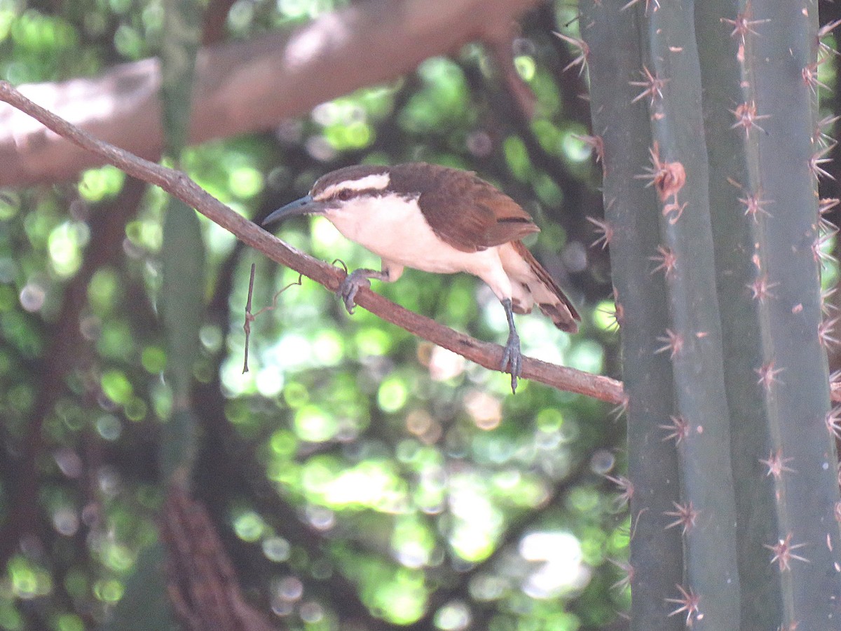 Bicolored Wren - ML643110401