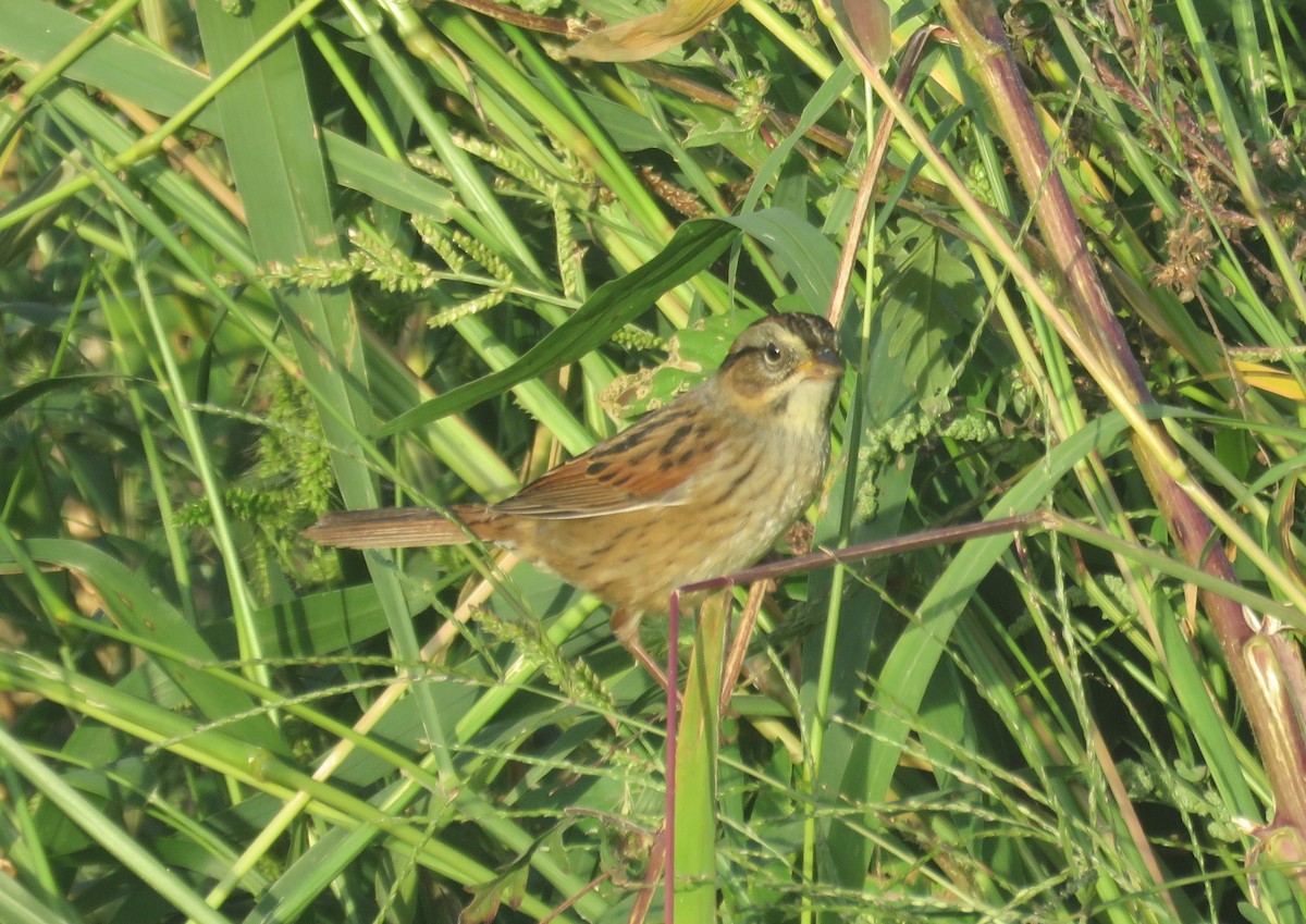 Swamp Sparrow - ML643110405