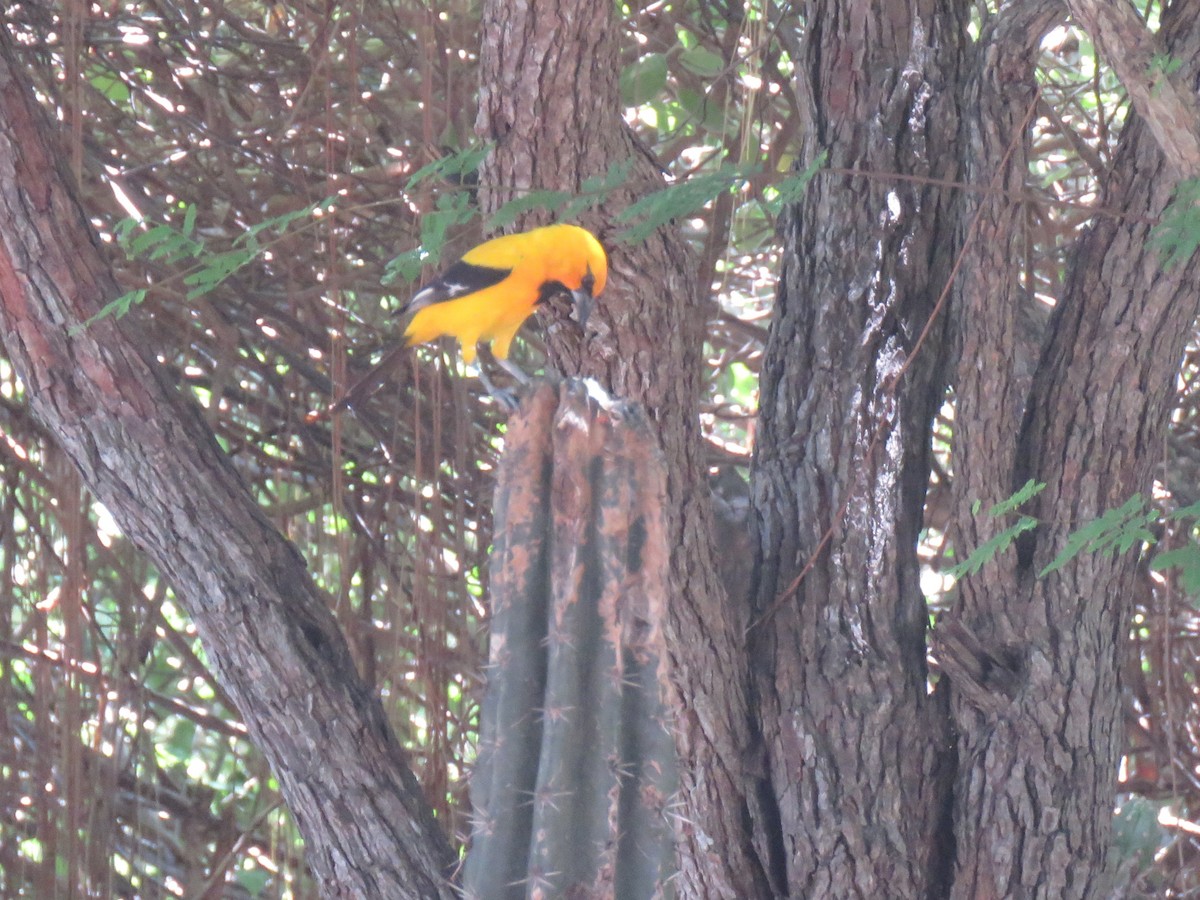 Yellow Oriole - ML643110410