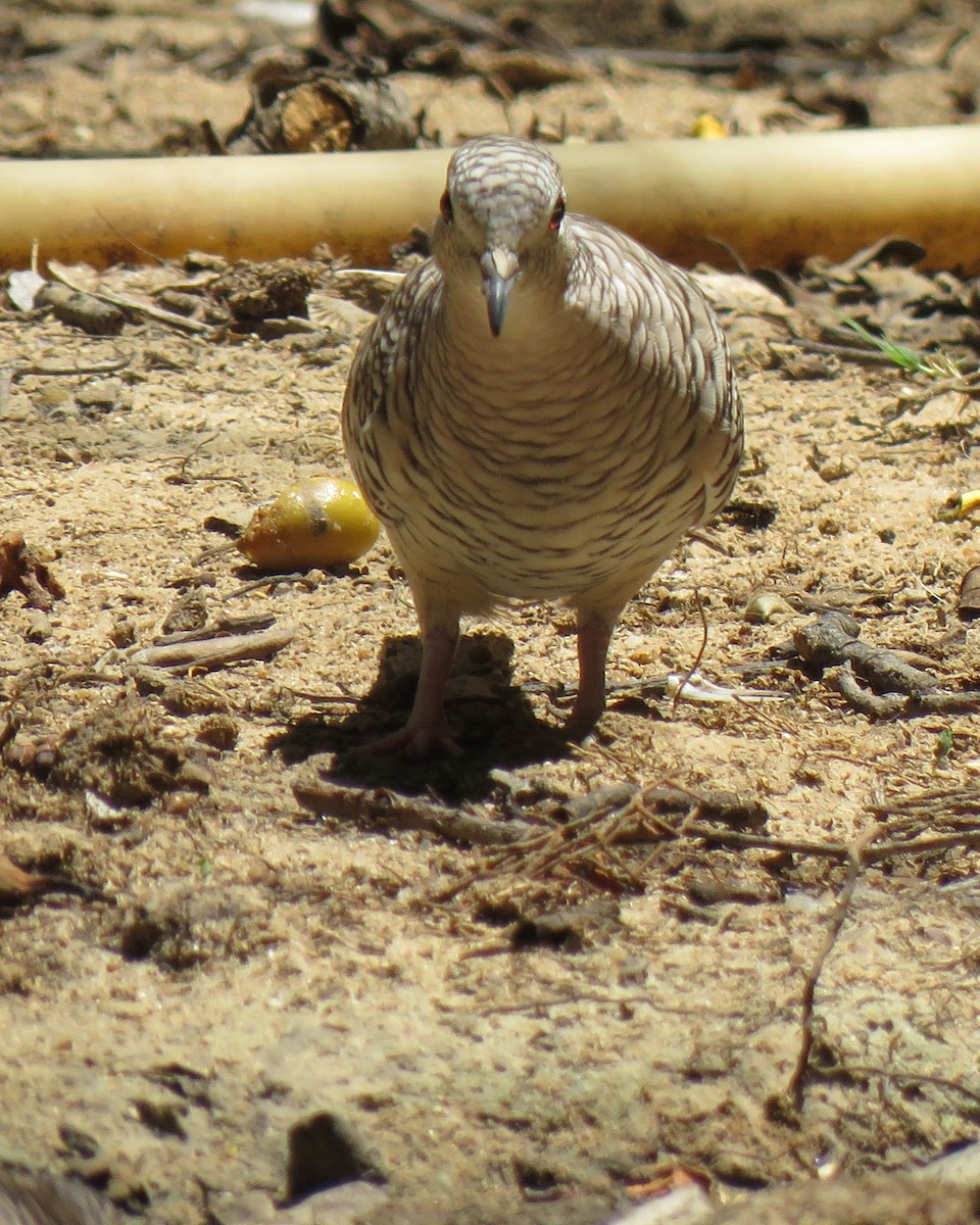 Scaled Dove - ML643110412