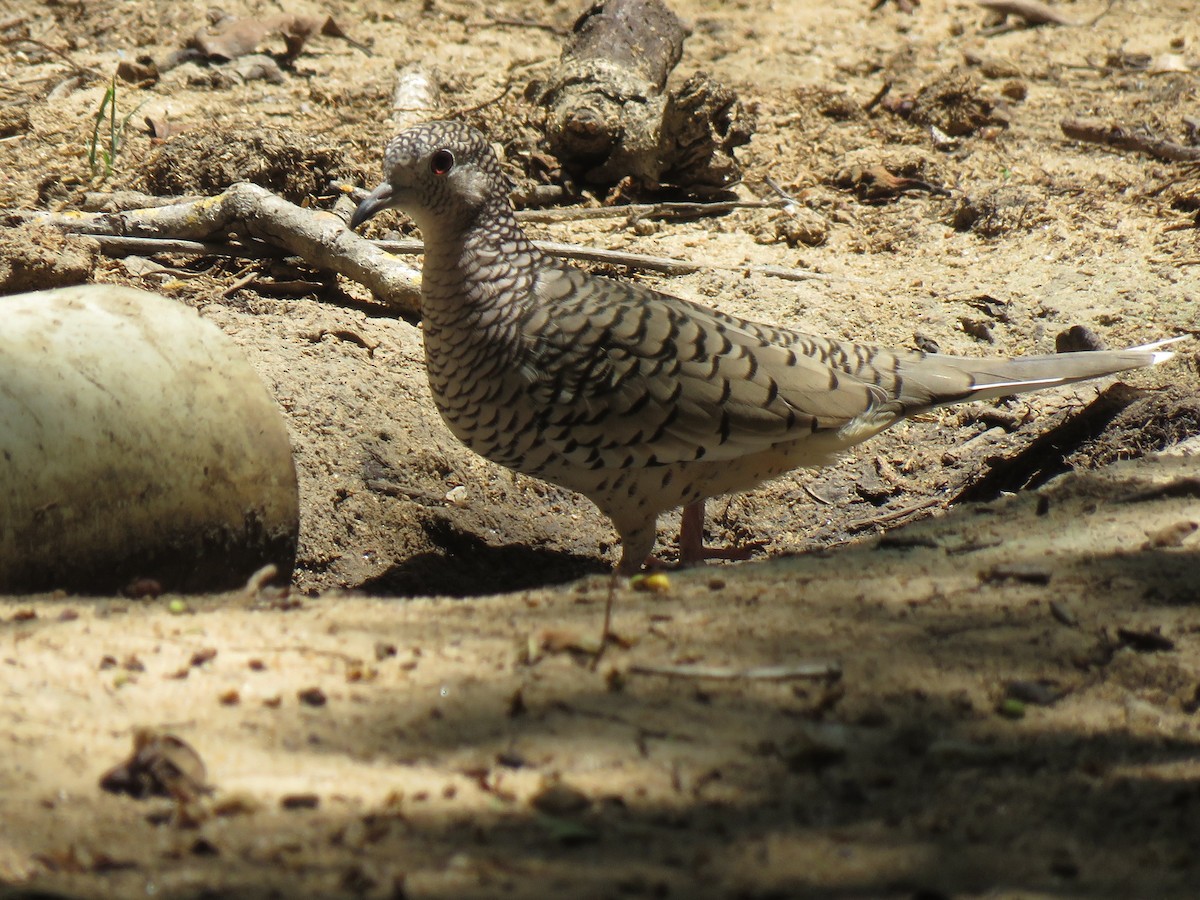 Scaled Dove - ML643110413