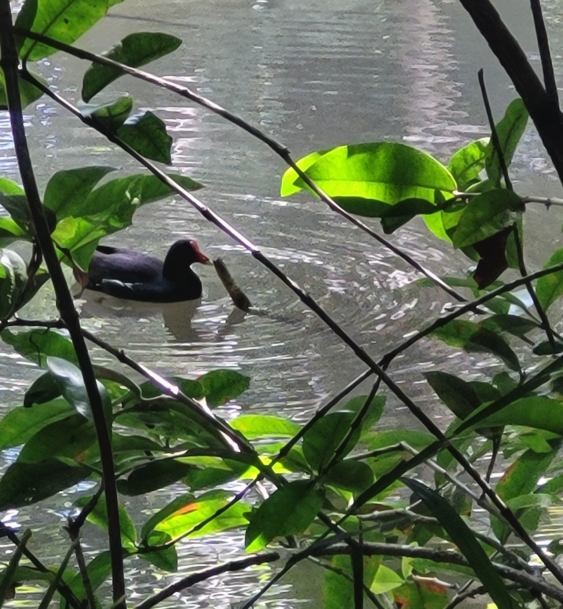 Common Gallinule - ML643110434