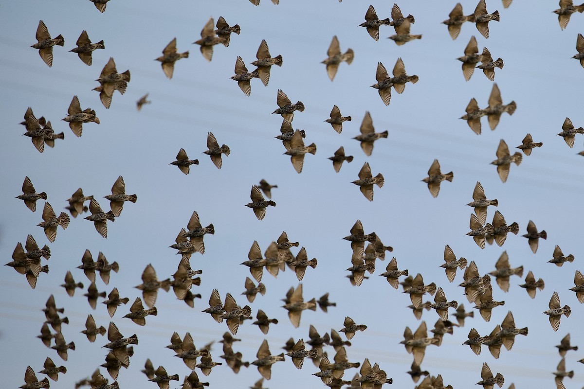 European Starling - ML643110436