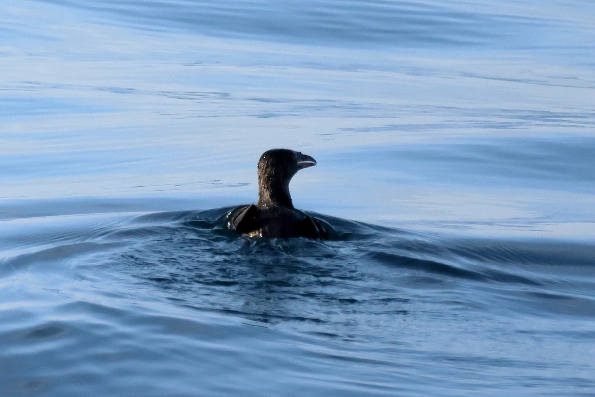 Rhinoceros Auklet - ML643110437