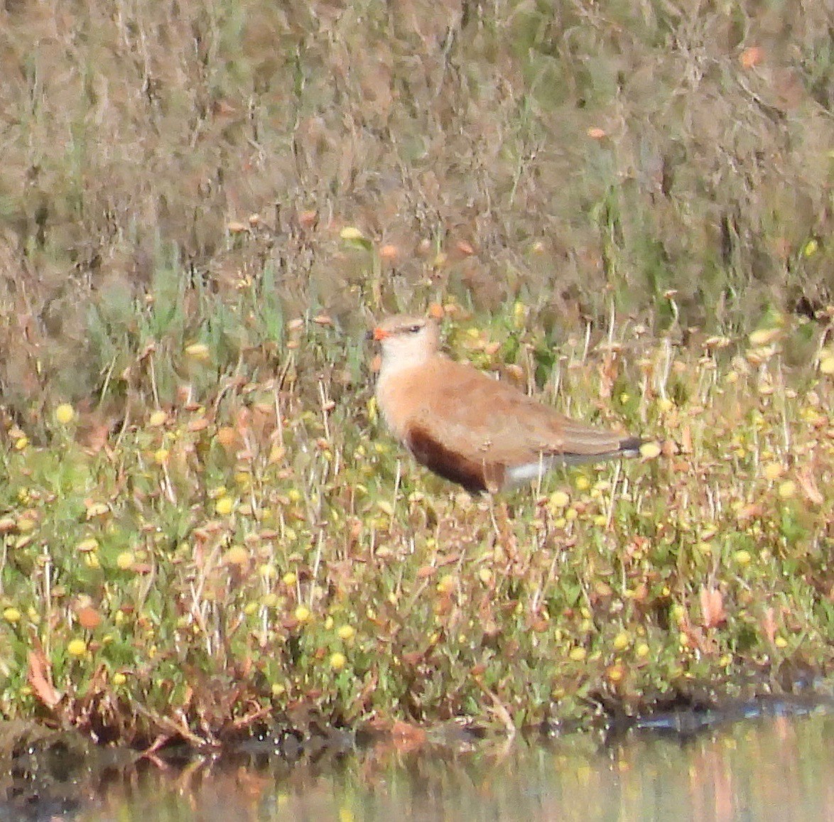 Australian Pratincole - ML643110455