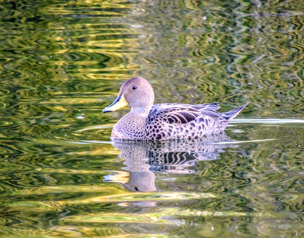 Canard à queue pointue - ML643110456