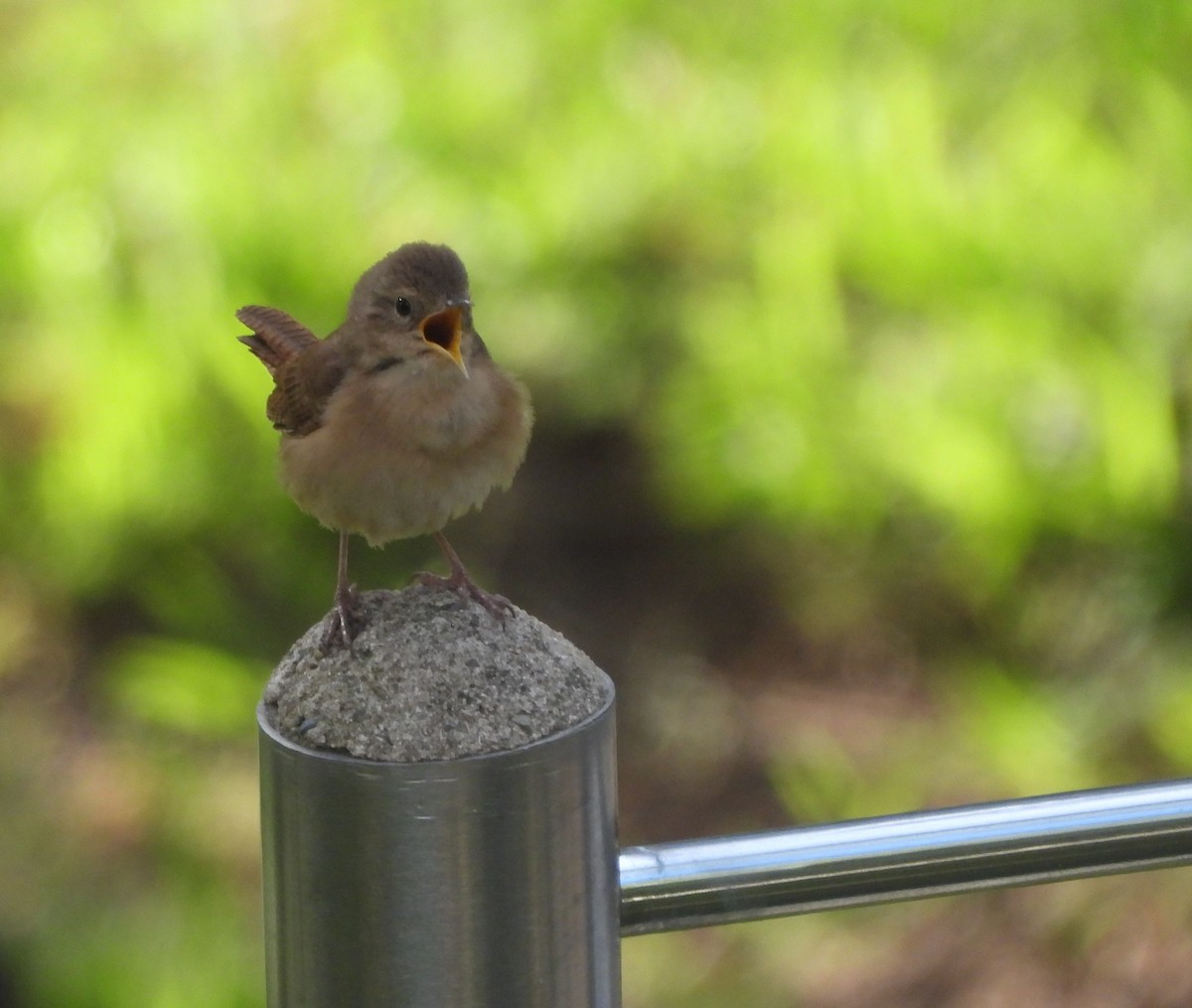 Southern House Wren - ML643110463