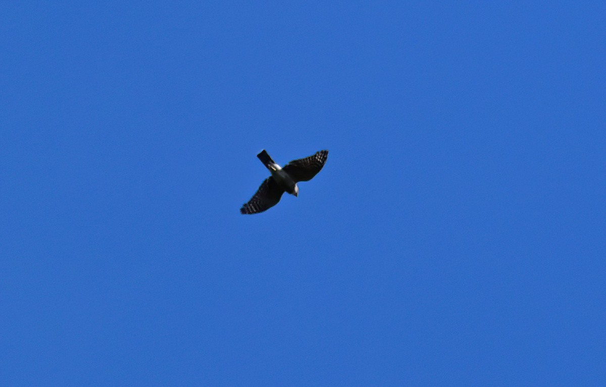 Sharp-shinned Hawk - ML643110471