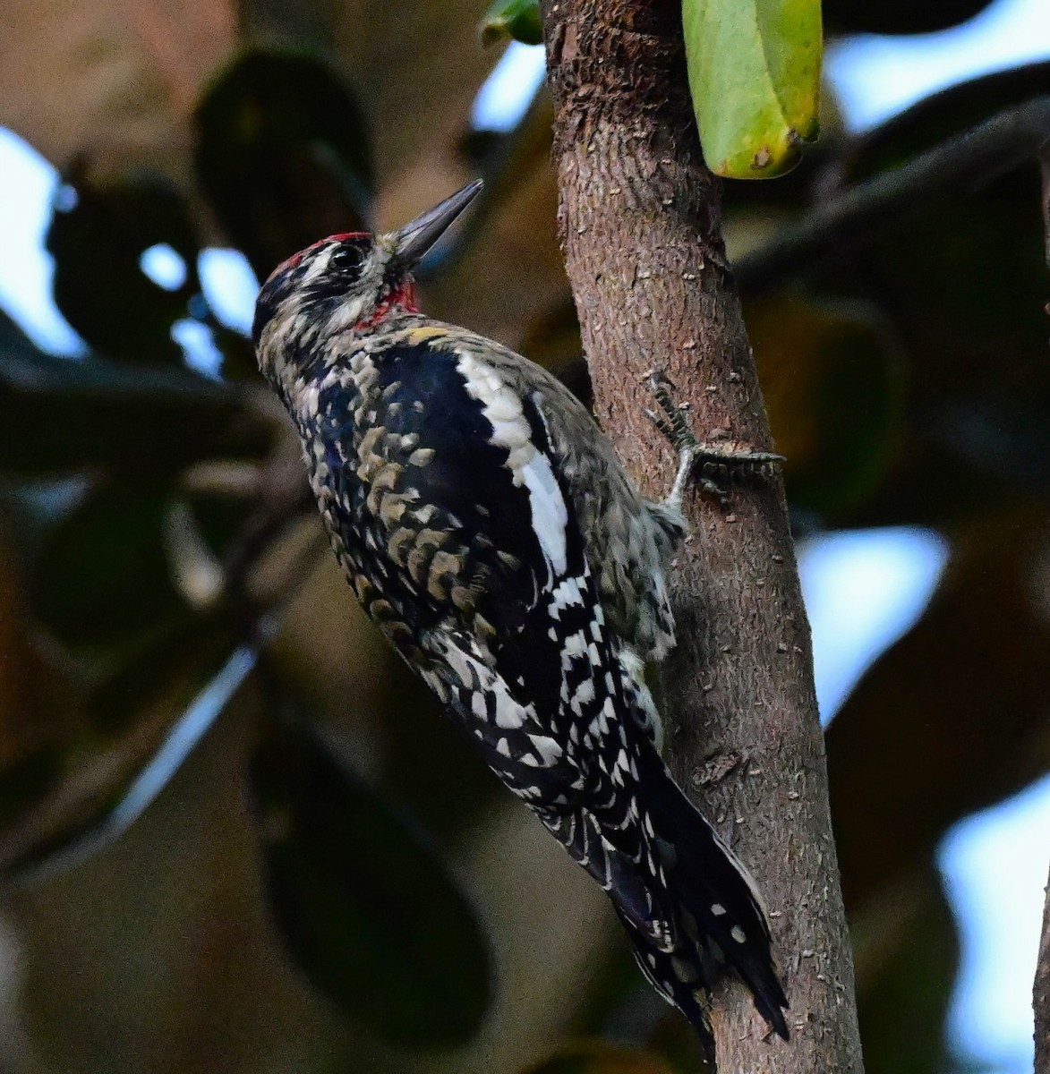 Yellow-bellied Sapsucker - ML643110474