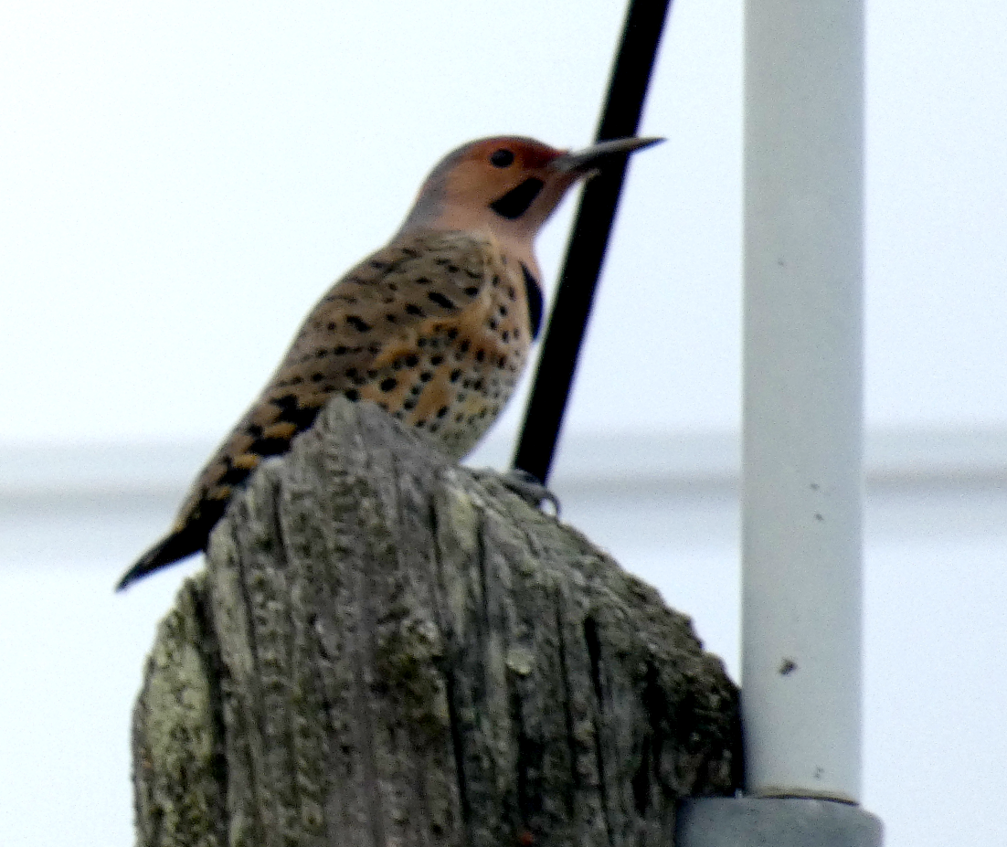 Northern Flicker - ML643110480