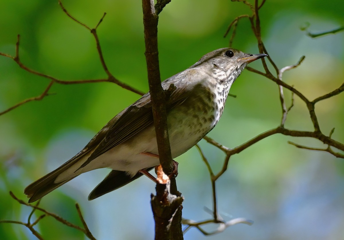 Gray-cheeked Thrush - ML643110484