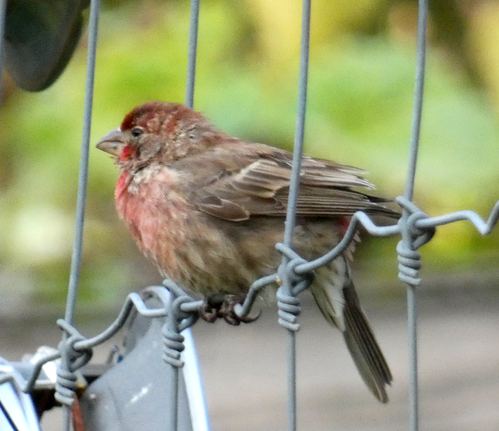 House Finch - ML643110491