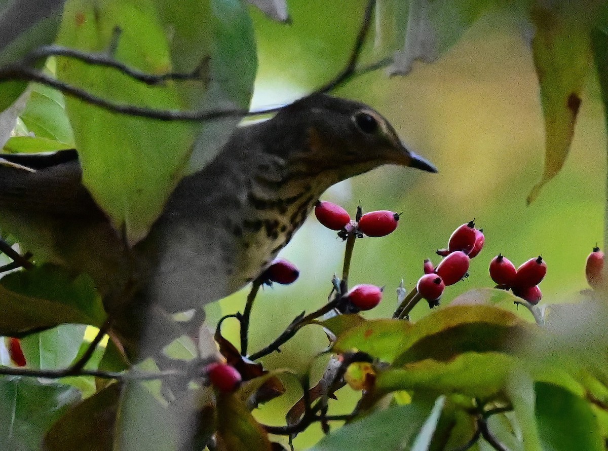 Swainson's Thrush - ML643110506