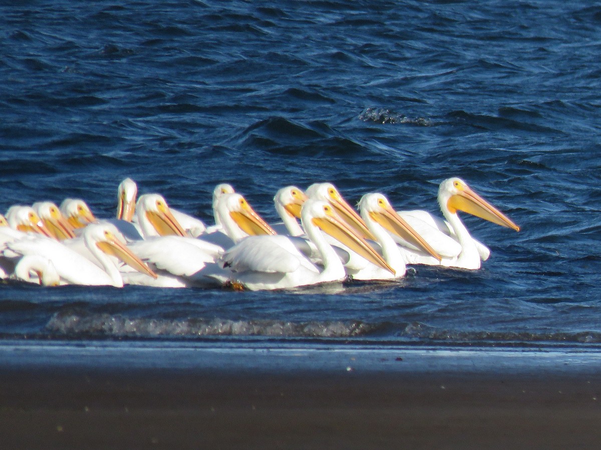 American White Pelican - ML643110536